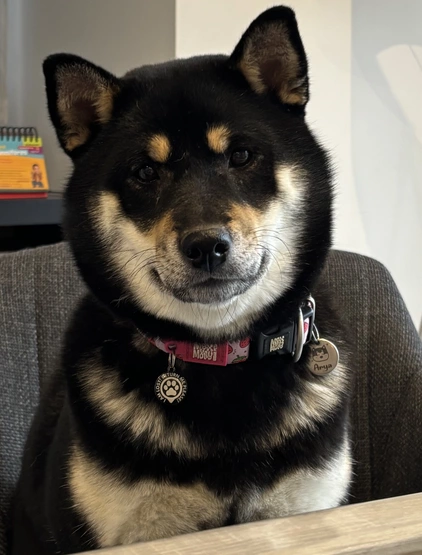Arya