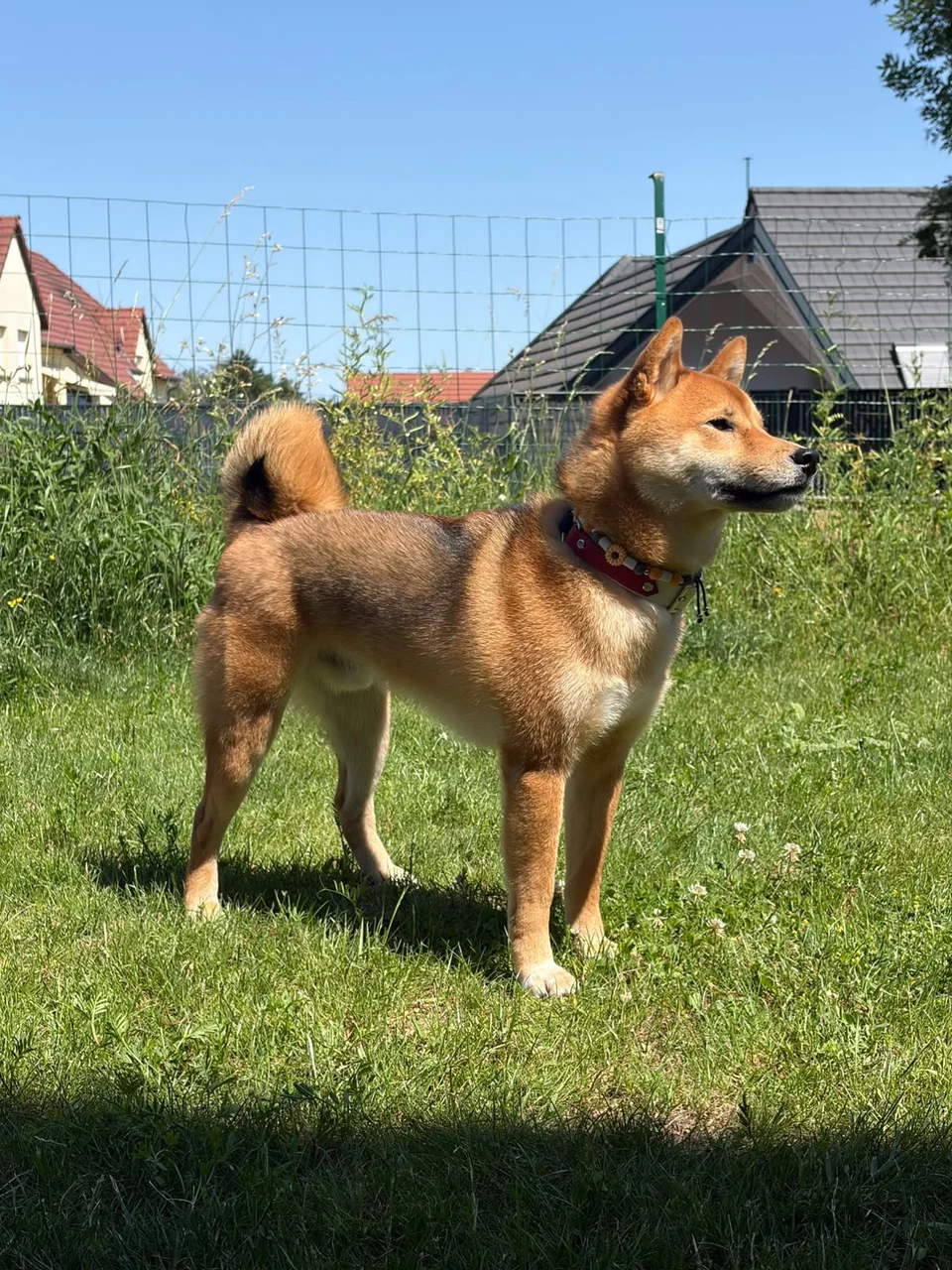 Vatsuko Marco