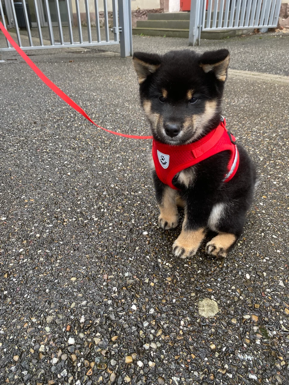 Ushiro