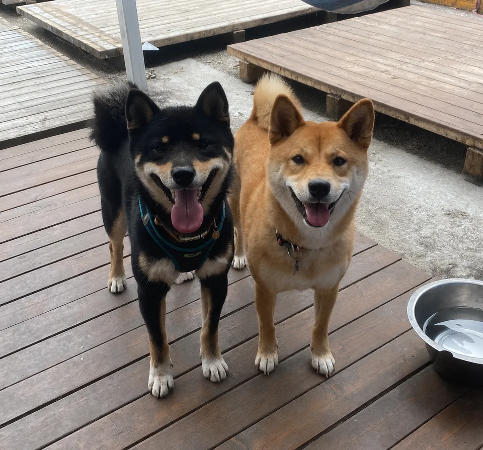 Tsuko&Shadow