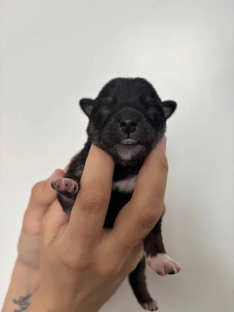 Baela Nami Targaryen