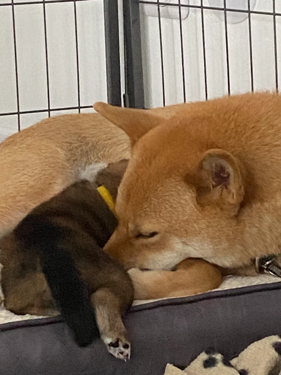 Des câlins avec maman Shadow
