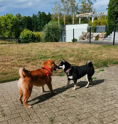 Loki et Arya jouent