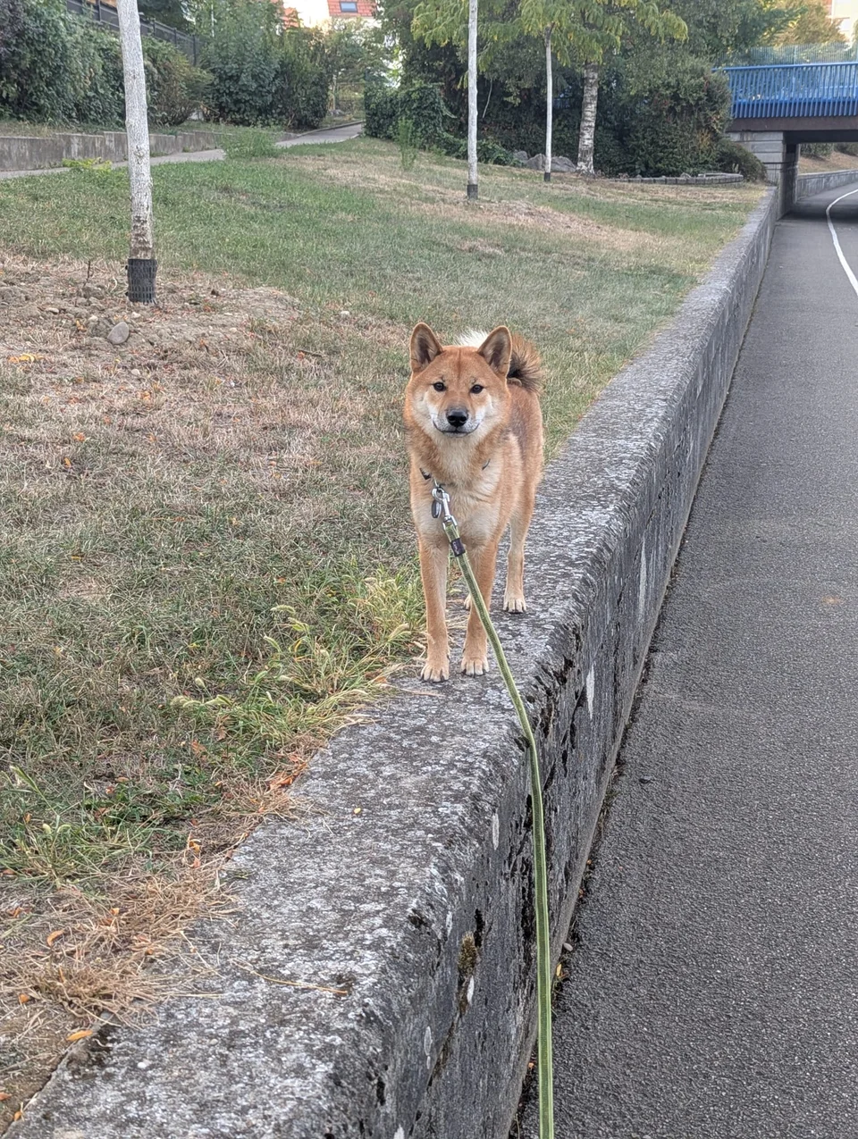 Arisu en balade avec ses dogparents