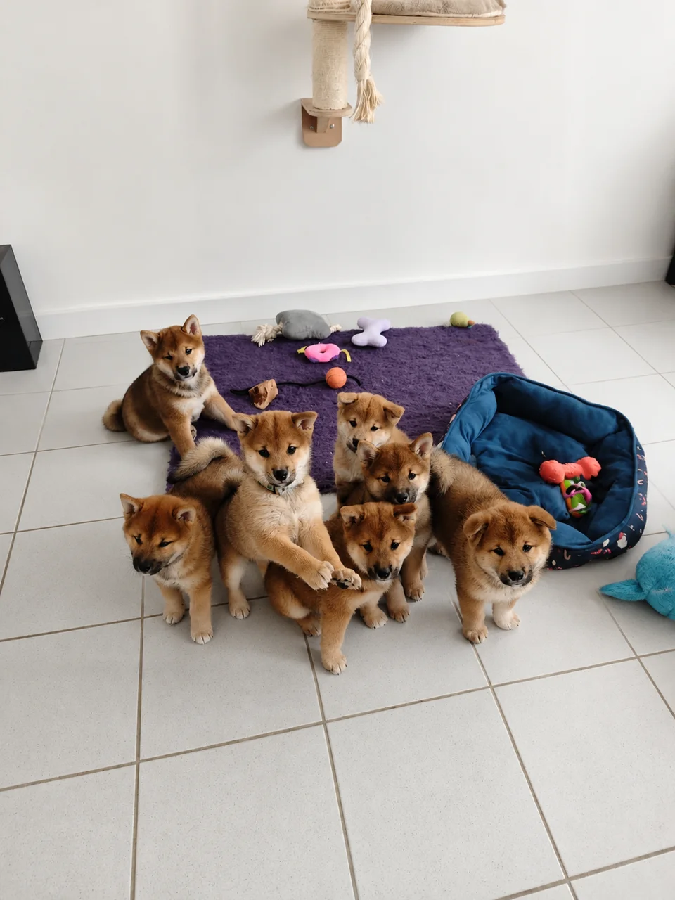 Jeune Shiba Inu découvrant calmement un jardin