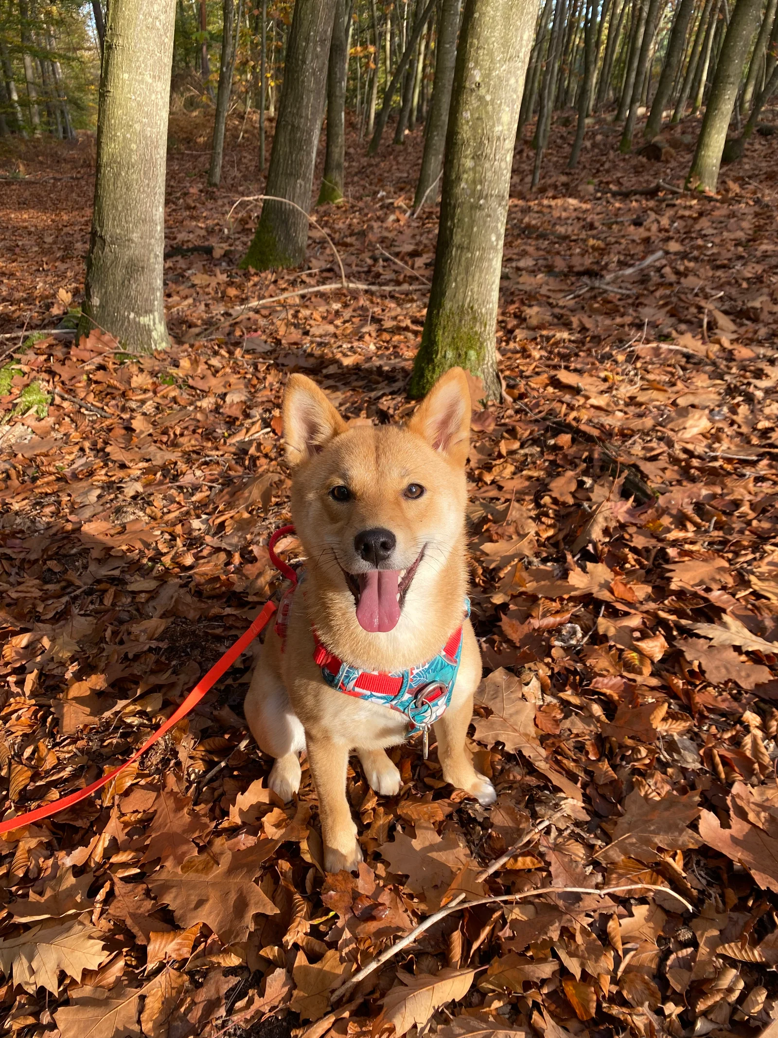 Shiba Inu dans un environnement naturel alsacien